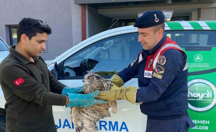 Kırıkkale’de yaralı puhu kuşu tedaviyle yaşama döndü