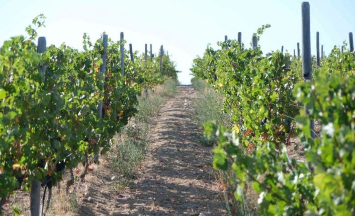 Kırklareli’nde zirai dondan etkilenen üreticilere destek ödemesi