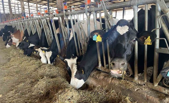 Kırmızı et fiyatlarının ateşi düştü