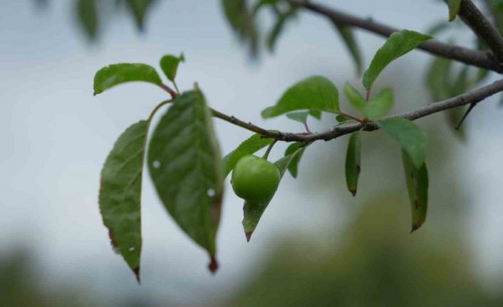 Kış ayına günler kala çiçek açan erik ağaçları meyve verdi