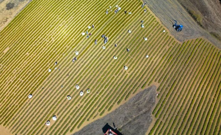 Kocaeli’de tıbbi ve aromatik bitki hasadı başladı