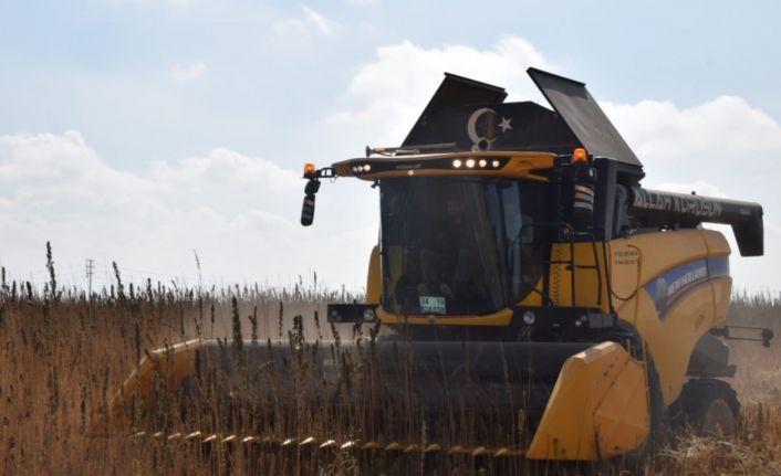Konya Ovası’nda kenevir hasadı