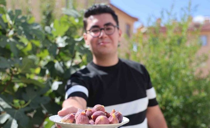 Konya’da yetişmesi zor bilinen inciri apartman bahçesinde yetiştirdi