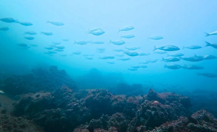 Körfez yeniden can buldu