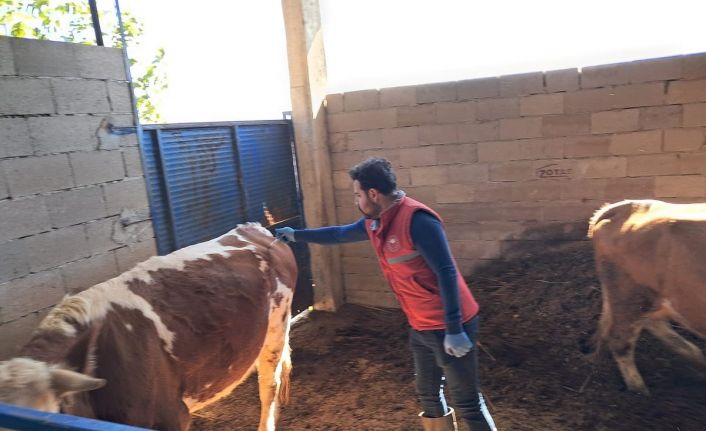 Köşk’te büyükbaş hayvanlarda şap aşılaması sürüyor