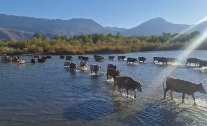 Kuraklık nedeniyle nehrin debisi büyük oranda düşünce büyükbaş hayvanlar karşıya yürüyerek geçti