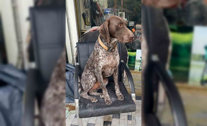 Kurzuar cinsi av köpeği kayboldu