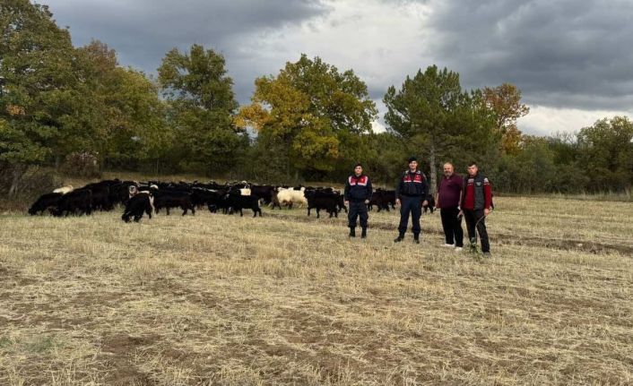 Kütahya’da kayıp 70 keçi, jandarma tarafından bulundu