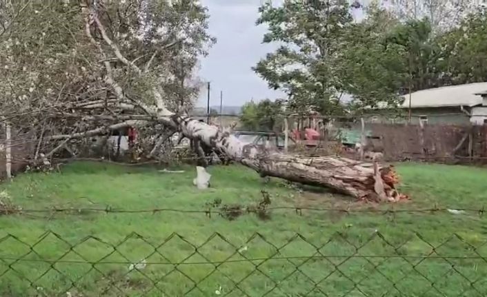 Lodos sebebiyle ağaç ve elektrik direği devrildi
