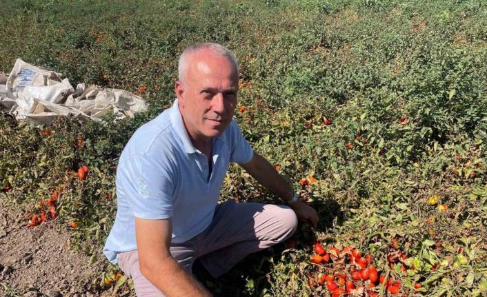 Londra’da kazandıklarıyla memleketine toprak yatırımı yaptı