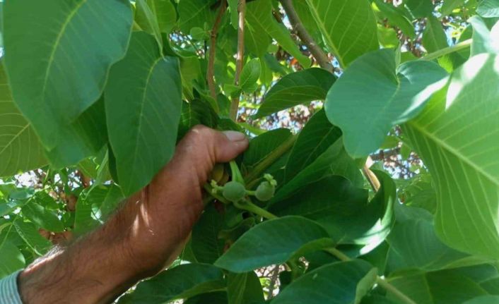 Malatya’da mevsim dışında meyve veren ceviz ağaçları şaşırttı