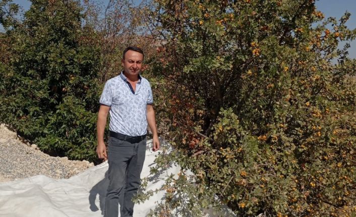 Malatya’da şifa deposu alıçta hasat devam ediyor