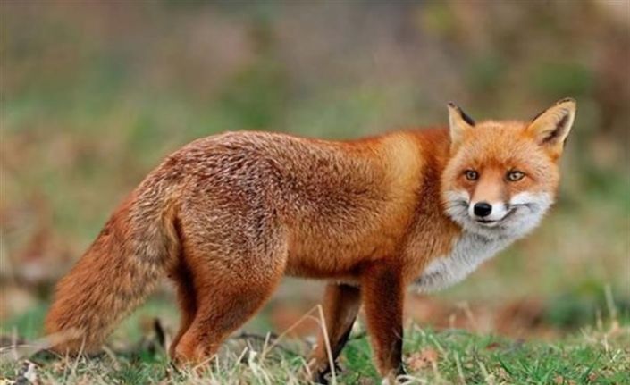 Malatya’da yaban hayvanları havadan aşılanacak