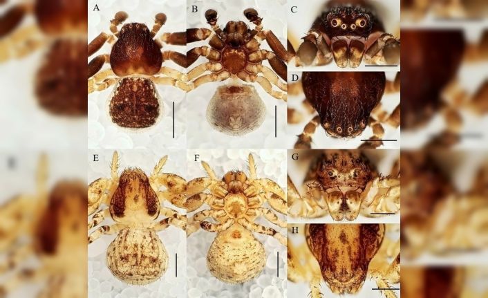 Manisa CBÜ’lü öğretim ütesinden 20 yeni tür keşfi