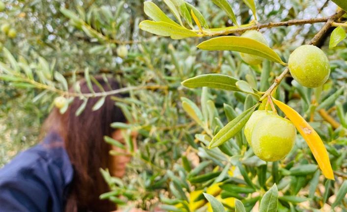 Manisa’da zeytincilere çifte uyarı