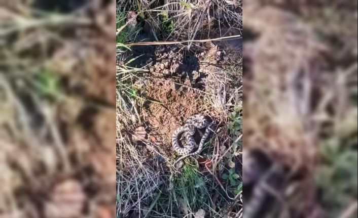 Mantar ararken dünyanın en zehirli yılanlarından engerekle karşılaştı