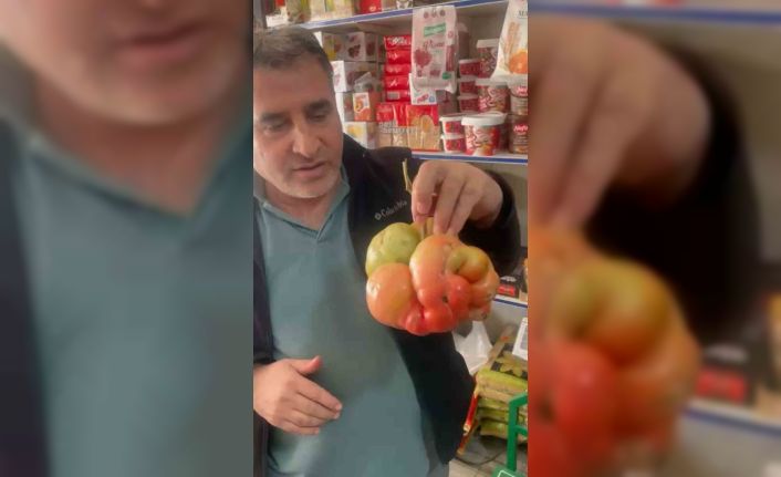 Mardin’de 1 kilo 400 gramlık domates hayrete düşürdü