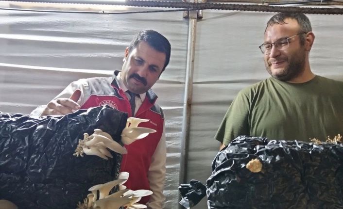 Menteşe’de istiridye mantarı üretimine yerinde denetim