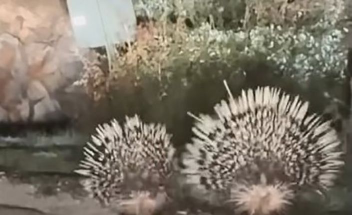 Menteşe’de oklu kirpiler kamerada