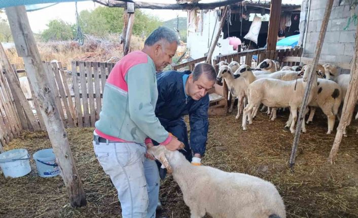 Menteşe’de şap aşısı kampanyası hız kesmiyor