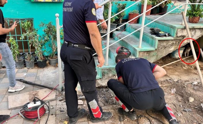 Merdiven boşluğuna sıkışan yavru kediyi itfaiye ekipleri kurtardı