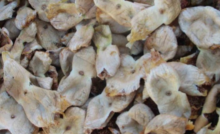 Mersin’de incir sezonu sona erdi, üreticisinin yüzü güldü