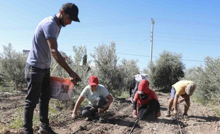 Mersin’de üreticiye ilk kez enginar yumrusu desteği verildi