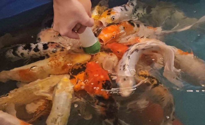 Minikler hem eğlendi hem de biberonla balık besledi