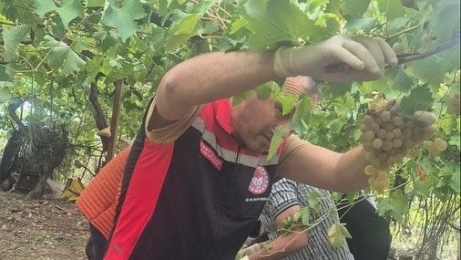 Muğla’da hasat öncesi denetimlerde yasaklı maddeye geçit yok