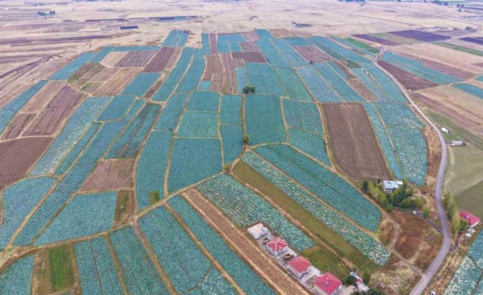 Muş Ovası’nda lahana hasadı başladı: 150 milyon liralık katkı bekleniyor