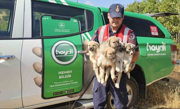 Muş’ta ormana terk edilen yavru köpekler kurtarıldı