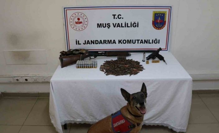 Muş’ta tezek yığınının altından silah ve mühimmat çıktı