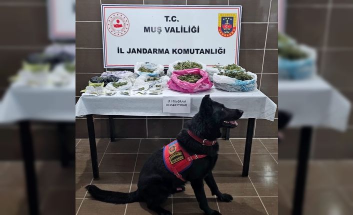 Muş’ta uyuşturucu operasyonu: 1 gözaltı