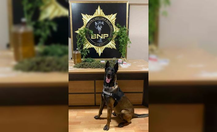Narkotik köpeği Pablo’nun hassas burnu esrarı ve keneviri yakalattı
