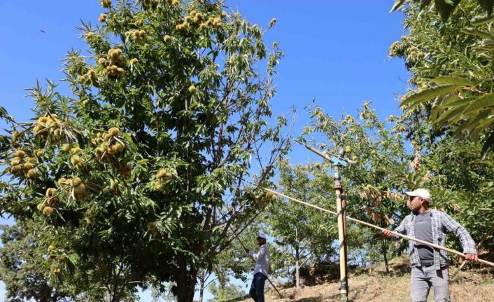 Nazilli’de kestane işçi yevmiyeleri belli oldu