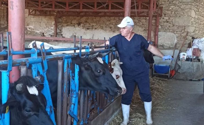 Nazilli’de şap aşılama çalışmaları tamamlandı