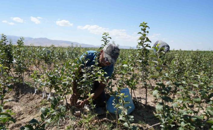 Niğde, elma fidanı üretiminde Türkiye’nin öncüleri arasında