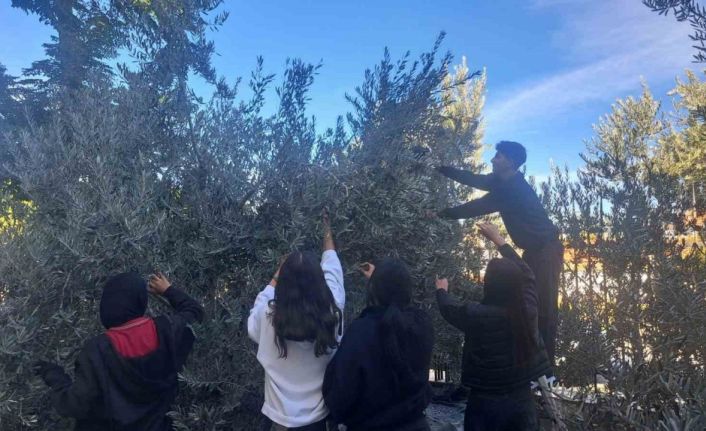 Öğrenciler zeytin hasadıyla üretim bilincini öğreniyor