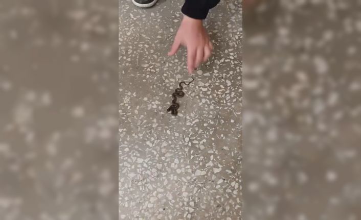 Okul koridorunda yılan paniği