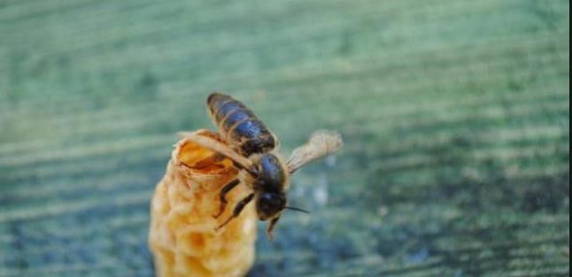 OMÜ’lü akademisyenlerden arıcılığa yenilikçi katkı: Ana Arı Üretim Aparatı