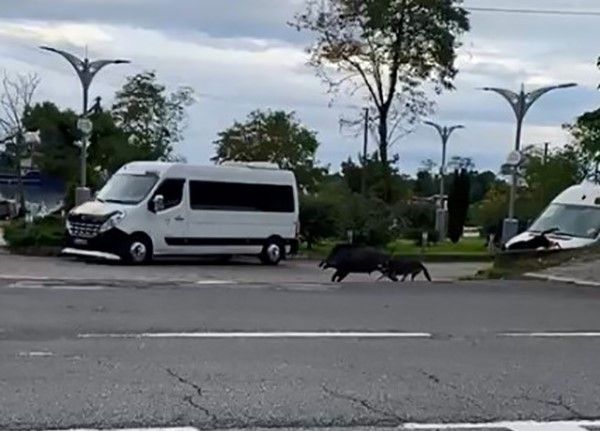 Ordu’da domuz sahil yoluna indi