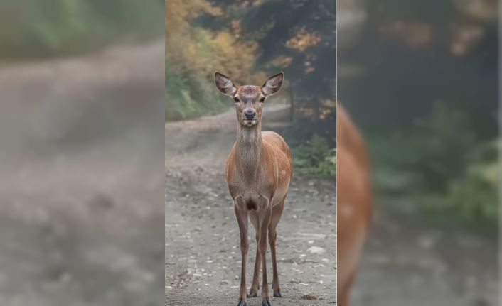 Orman sofrasında Kızıl Geyik öğle yemeğinde