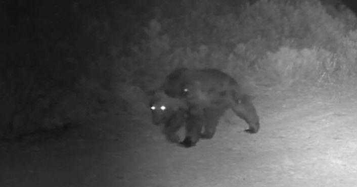 Ormanda yiyecek arayan ayı fotokapanda