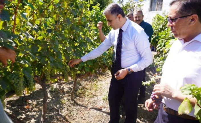 Osmancık karası üzümü tescillendi