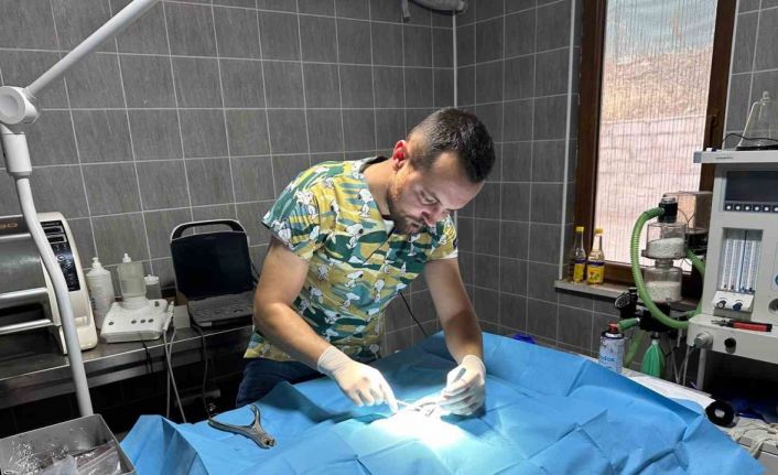 Osmaneli’nde olta iğnesi batmış kedi kurtarıldı