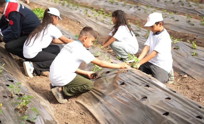 Osmaniye’de minik eller toprağa dokundu, çilek ekimi yaptı