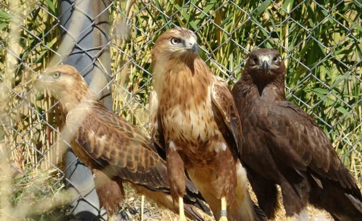 Özgürlük için gün sayıyorlar