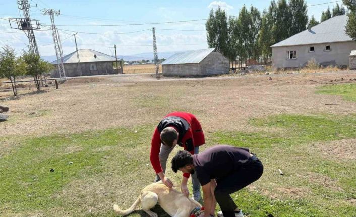 Patnos’ta köpeklere mikroçip ve kuduz aşısı uygulaması