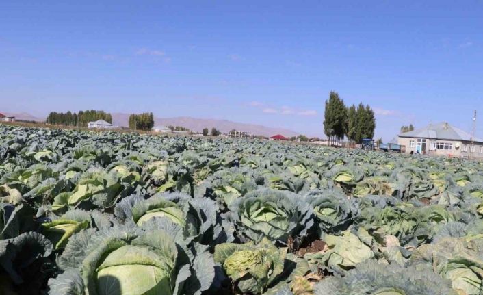 Patnos’ta Lahana hasadı başladı