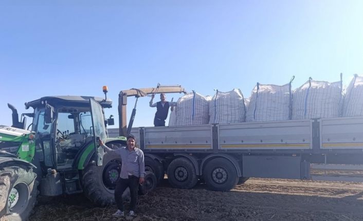 Patnos’ta patates hasadı başladı